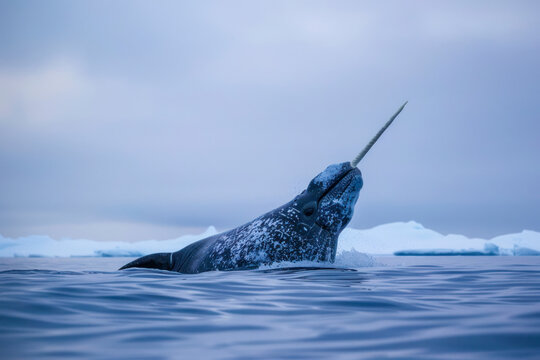 A solitary narwhal breaches the surface of the Arctic waters. - Powered by Adobe