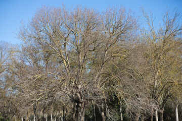 Set of trees in the forest in the autumn season.