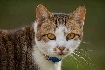 close up portrait of a cat outdoors