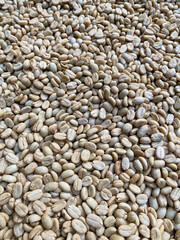 Dried luwak coffee beans