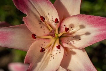 Pink lily flower.Closeup of lily spring flowers. Beautiful lily flower in lily flower garden. Flowers, petals, stamens and pistils of large lilies on a flower bed.