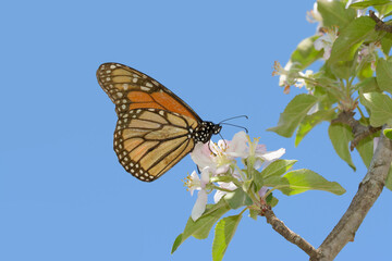 Ventral view of a Monarch butterfly in early spring, getting nectar from an apple flower, with blue sky background