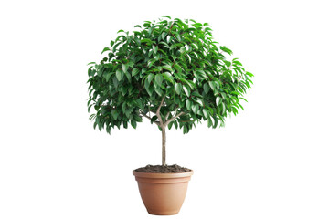 Potted Ficus On Transparent Background.