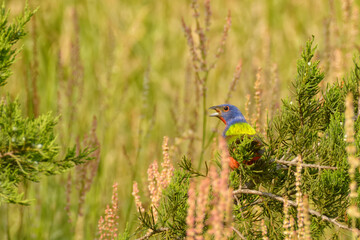 Male Painted Bunting singing while perched on a cedar tree branch