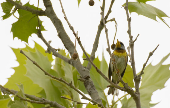 Male Northern Parula high up in a large Sycamore tree in spring, against gray skies