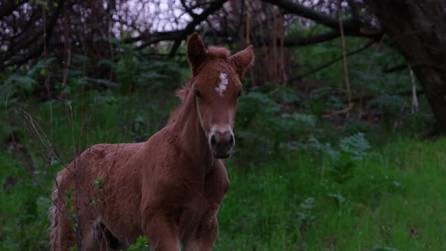 A very young cute brown foal grazes with his mother in the offshore garden in the spring among the green grass.