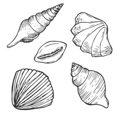 Doodle ink Seashells vector set. Hand drawn illustration on white background. Collection of realistic sketches.