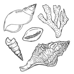 Doodle ink Seashells vector set. Hand drawn illustration on white background. Collection of realistic sketches.