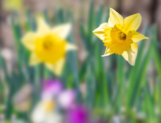 Fototapeta premium 水仙の花をモチーフにした背景素材