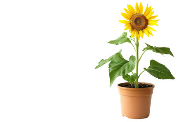 Potted Sunflower Plant On Transparent Background.