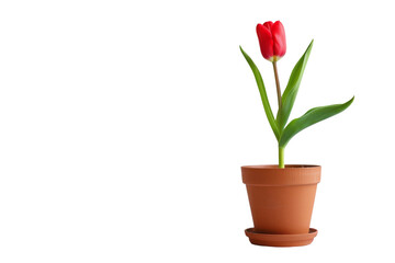 Potted Tulip Plant On Transparent Background.