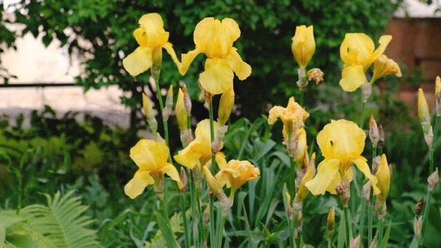 In spring, yellow irises bloomed in the garden.