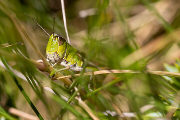 France - Pyrenees - Fontargente Pond - wild grasshopper 