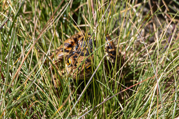 France - Pyrenees - Fontargente Pond - common frog or grass frog (Rana temporaria)