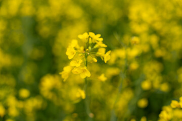 A stalk of rapeseed with yellow flowers against the background of a blurred yellow rapeseed field....