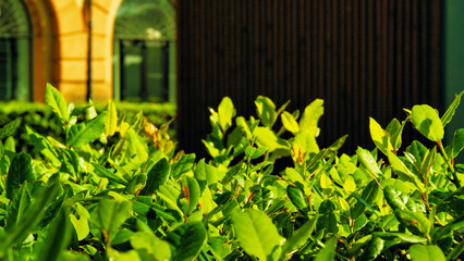 Close-up view of fresh green bush with leaves in springtime