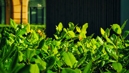 Evergreen hedge. Green plant close up.