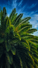 Green yellow leaves of a young palm tree in the park on a sunny day