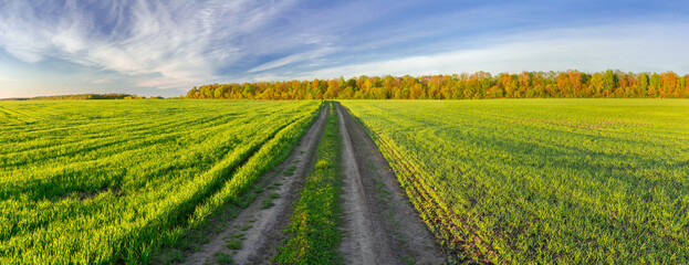 Picturesque panorama of a green field lit by the sun. A field road leads to the forest