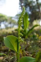 Two-leafed Gennaria (Gennaria diphylla), orchid, Orchidea, Gennaria diphylla. Platamona, Sassari, sardinia, Italy