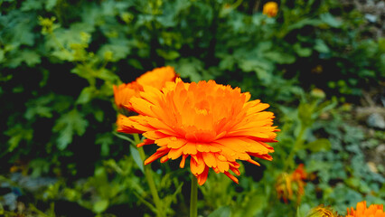 Candula, Pot Merigold or Gerbera Beautiful Flower
