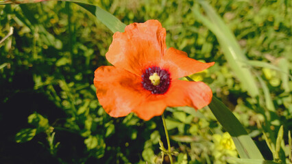 Papaver rhoeas Or common Poppy Spring Flower
