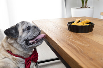 Adorable pug gazing attentively at a bowl of bone-shaped cookies
