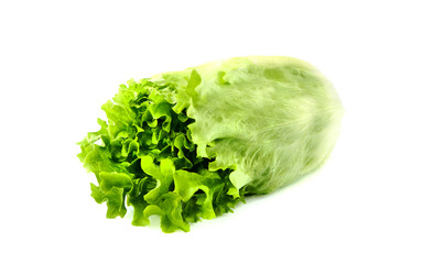 Green  lettuce salad on white background