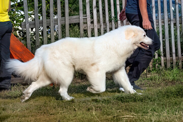 Obraz premium A beautiful friendly golden retriever running at a dog show.