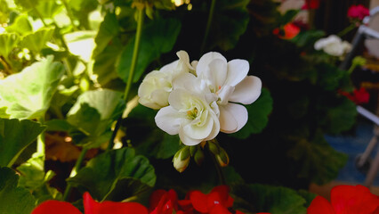  Red Geranium, Scented Storksbill or Pelargonium Flower
