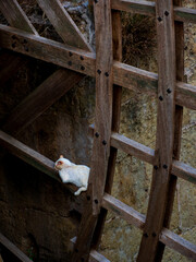 Un chat dans la roue d'un moulin à eau à Cordoue
