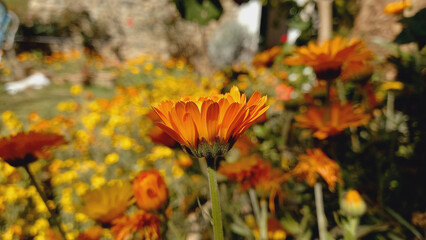 A Yellow flower of Calendula
