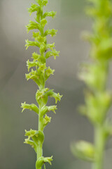 Two-leafed Gennaria (Gennaria diphylla), orchid, Orchidea, Gennaria diphylla. Platamona, Sassari, sardinia, Italy