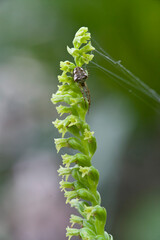 Two-leafed Gennaria (Gennaria diphylla), orchid, Orchidea, Gennaria diphylla. Platamona, Sassari, sardinia, Italy