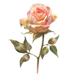 Fototapeta premium Watercolor botanical illustration of peach rose. Hand drawn flower isolated on white background. For greeting card or wedding invitation.