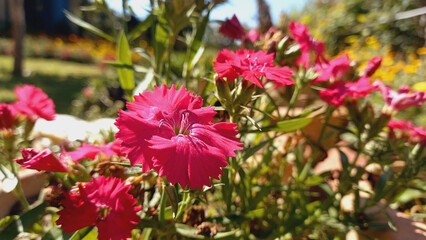 Carnation, Dianthus Caryophyllus or Clove Pink Flower
