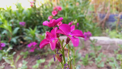  Brompton Common or Hoary Stock, Matthiola incana
