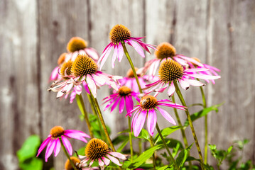 Lilac echinacea grows in a flower bed