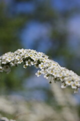 spring in the forest