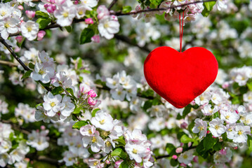 A symbol of love among the branches of a flowering apple
