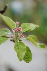 Close-up of apple tree blooming in april.