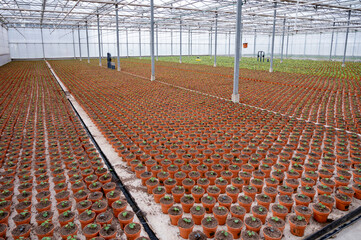 Young plants of tropaeolum garden nasturtium in greenhouse, cultivation of eatable plants and flowers, decoration for exclusive dishes in premium gourmet restaurants