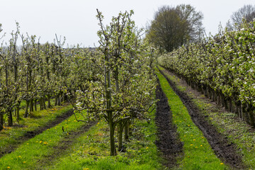 Obraz premium Organic farming in Netherlands, rows of blossoming conference pear trees on fruit orchards in Betuwe, Gelderland