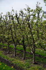 Organic farming in Netherlands, rows of blossoming conference pear trees on fruit orchards in Betuwe, Gelderland