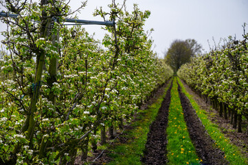 Fototapeta na wymiar Organic farming in Netherlands, rows of blossoming conference pear trees on fruit orchards in Betuwe, Gelderland