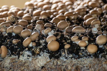 Growing of brown champignons mushrooms, mycelium grow from compost into casing on organic farm in...