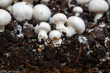 Growing of white champignons mushrooms, mycelium grow from compost into casing on organic farm in...