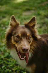 Adorable brown Australian Shepherd in the park on sunny summer day. Beautiful thoroughbred dog with funny fluffy ears and piercing eyes. Aussie red tricolor walks outside. Top view close portrait.