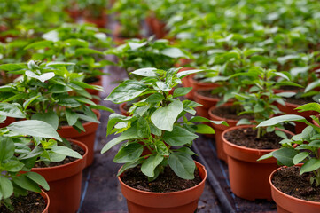 Young plants of aromatic Thai basil herb in greenhouse, cultivation of eatable plants and flowers, decoration for exclusive dishes in premium gourmet restaurants