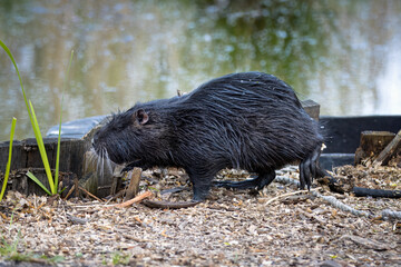 A black fur nutria walks on the ground perpendicular to the camera lens on the river bank on a...